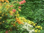 Buntengarten. Многообразие цветов и цвета