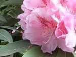 Buntengarten. Розовые рододендроны