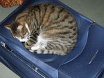 Кот Тишка уже сидит на чемоданах